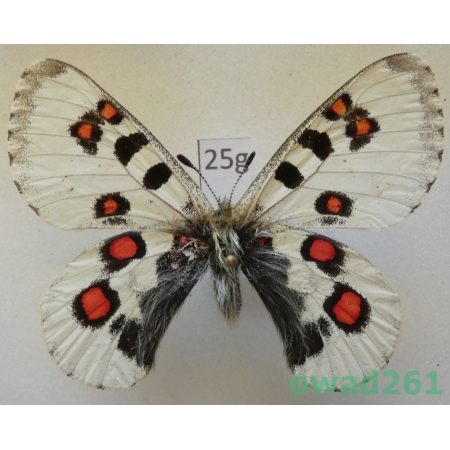 Parnassius epaphus subsp. nomionides Schulte, 1992 male China25g